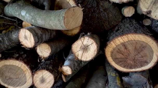 Firewood Empilhados Panning Esquerda Para Righ — Vídeo de Stock