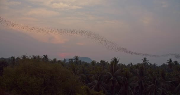 Steady Shot Enormous Colony Bats Flying Wave Formation Cambodian Jungle — Stockvideo