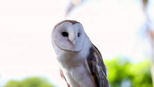 Slow Motion Clip Beautiful White Owl Looking Big Black Eyes — Video Stock