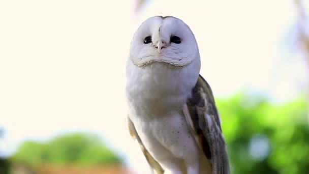 Slow Motion Clip White Owl Raising Its Head Looking Something — Stock Video
