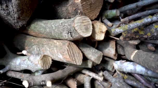 Bois Chauffage Empilés Empilés Dans Une Rangée — Video