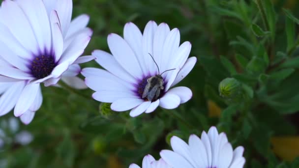 Arı Yabani Bir Çiçeğin Üzerinde Ağır Çekimde Oturuyor — Stok video
