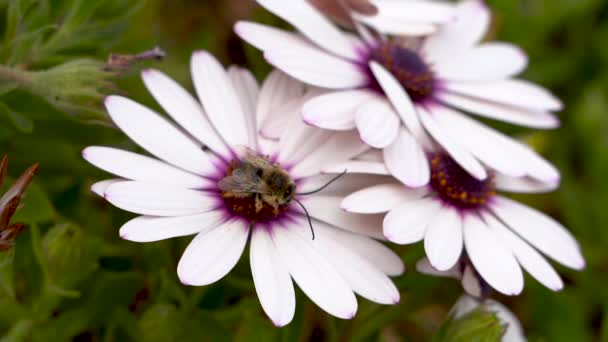 Bee Pollinating Flower Bloom — Stok video