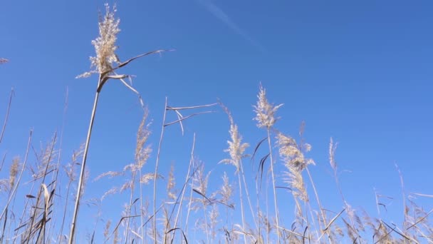 Bitki Örtüsü Ağır Çekimde Sallanıyor Arka Planda Güzel Mavi Gökyüzü — Stok video