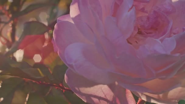 Plan Rapproché Ralenti Une Fleur Rose Rétro Éclairée — Video