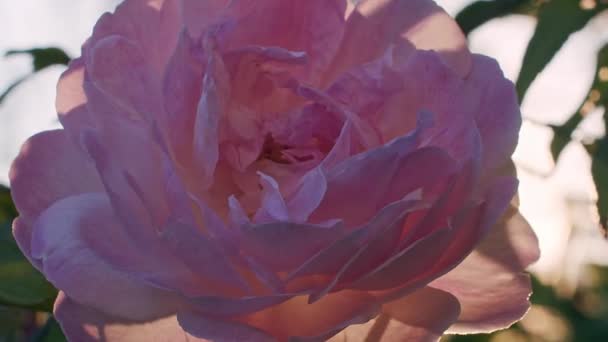 Közeli Lassított Felvétel Egy Rózsa Virág — Stock videók