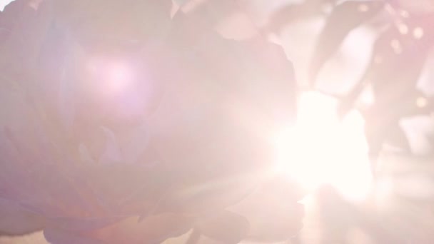 Close Slow Motion Shot Rose Flower Flares — Stok Video