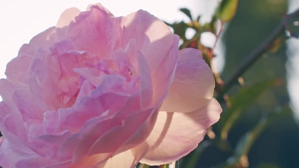 Slow Motion Shot Backlit Rose Flower — ストック動画