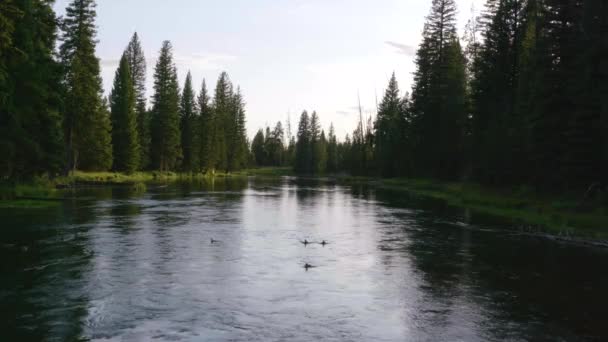 Wide View Ducks Swimming Upstream River Green Pine Trees Surrounding — Stockvideo