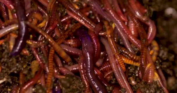 Macro Details California Earthworms — стокове відео