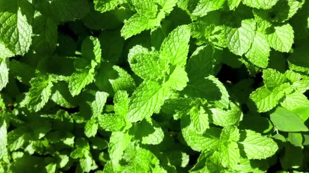 Mint Plantation Beautiful Sunny Day — Wideo stockowe