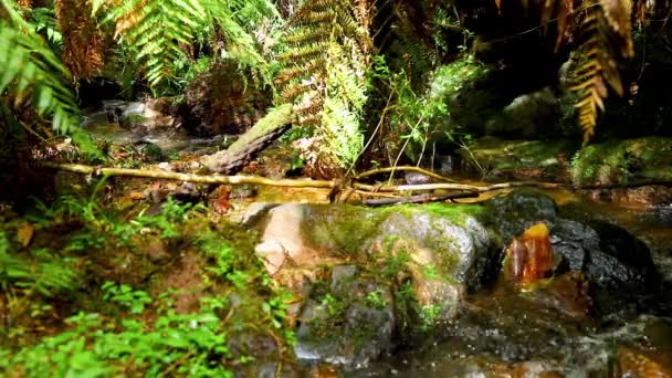 Een Kleine Rivier Stroomt Door Het Bos — Stockvideo
