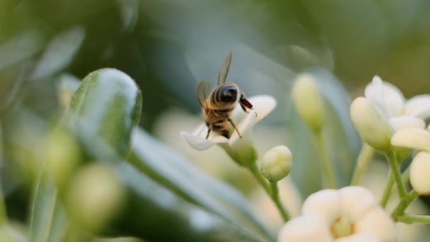 Slow Motion Shot Bee Yellow Flower Shallow Depth Field — Wideo stockowe