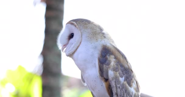 Owl Looking Adjusting Itself Static Shot — Stock Video