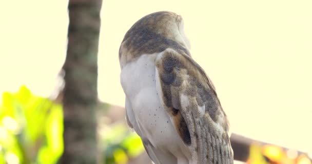 Brown White Owl Looking Static Shot — Vídeo de Stock