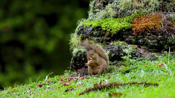 Scoiattolo Mangiando Una Foresta — Video Stock