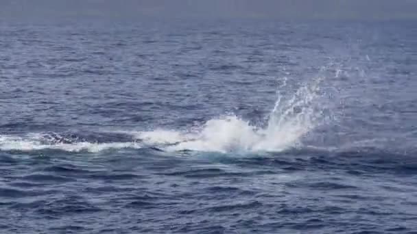 Energetic Humpback Whale Slapping Its Long Flippers Water Surface Blue — Αρχείο Βίντεο