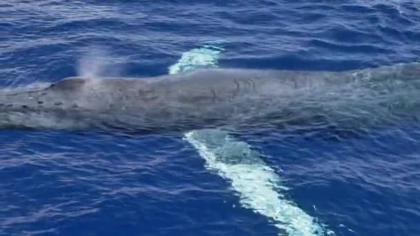 Humpback Whale Swims Dive Surface Clear Blue Ocean Lahaina Maui — ストック動画