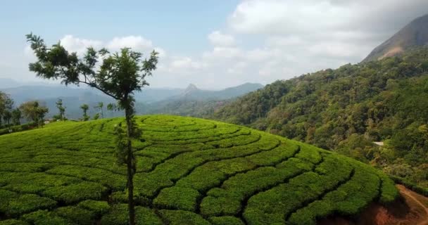 Tea Garden Terrazza Piantagione Situato Munnar India Industria Delle Bevande — Video Stock