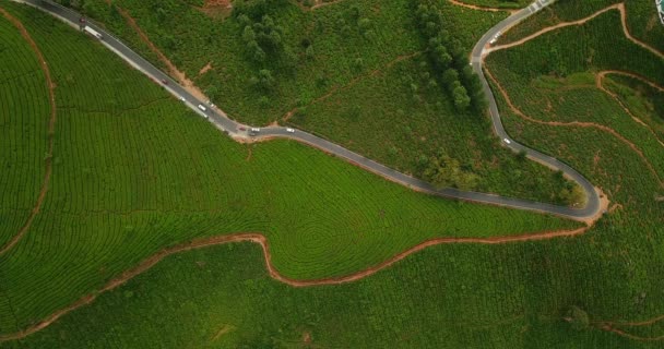 Contour Line Tea Plantation Transportation Cars Driving Two Way Road – Stock-video