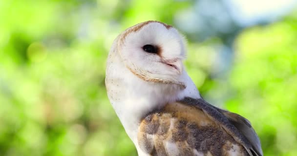 White Brown Owl Looking Camera Static Shot — Vídeos de Stock