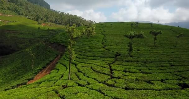 Досвіду Чайних Плантацій Зелених Пагорбів Розташованих Муннар Сільської Привабливості Індії — стокове відео