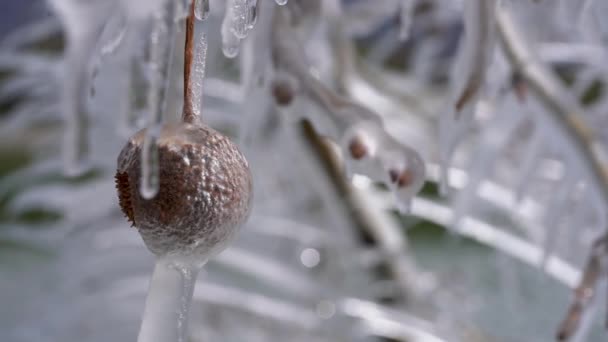 Twigs Branches Buds Seedballs Covered Ice Creating Spring Ice Storm — Stockvideo