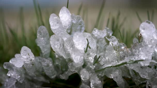 Frozen Blades Grass Form Beautiful Miniature Ice Castle Cold Spring — Stock Video