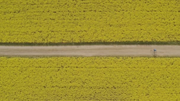 Topshot Drone View Driving Biker Right Left Though Blooming Yellow — 비디오