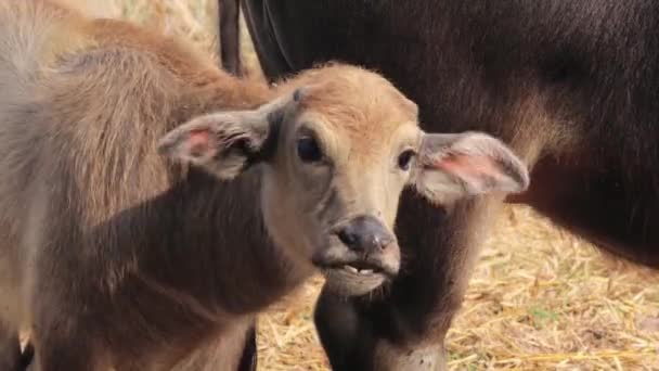 Young Water Buffalo Swamp Buffalo Standing Mother Close — Stockvideo