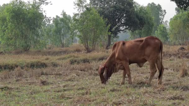 Brown Cow Feeding Grass Countryside Thailand Static Shot — Stok video