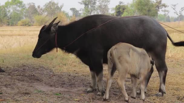 Young Buffalo Suckling Milk Mother Teat Field Countryside Thailand Close — 图库视频影像