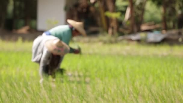 Farmers Transplanting Rice Sprouts Field Containing Mud Water Sunny Day — Stok video