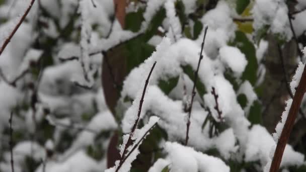 Stunning Winter Scenery Snowing Forest Holiday Season — Vídeo de stock