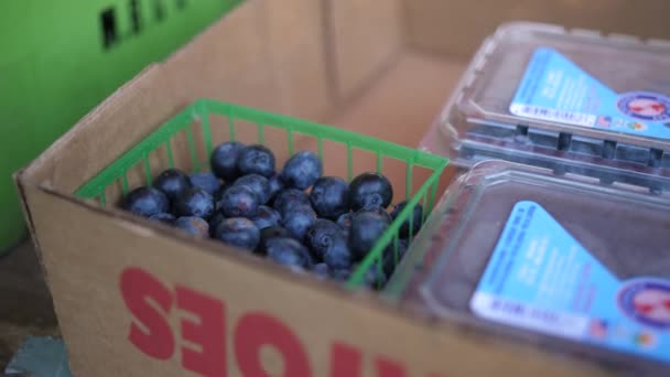 Fresh Picked Blueberries Baskets Table Local Farmers Market Tracking Slow — Stock Video