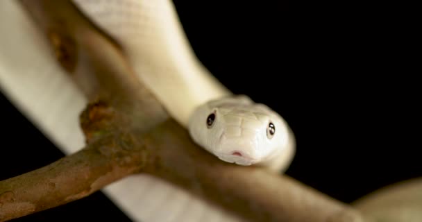 Close Rat Snake Leucistic — Stockvideo