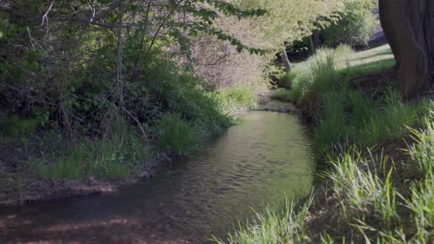 Легкий Ручей Течет Лесу Прекрасный Весенний День — стоковое видео