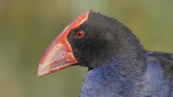 Beautiful Pukeko Native Bird New Zealand Australasian Swamphen Bird Close — Wideo stockowe