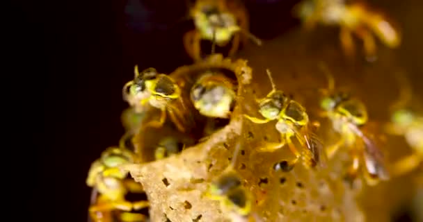 Jatai Bee Hive Closeup Macro — Stock video