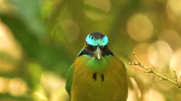 Colorful Bird Motmot Bright Head Close Small Forest San Jose — Stockvideo