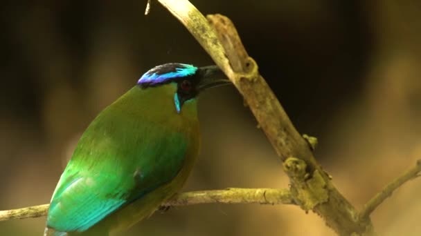 Motmot Bird Caribbean Forest Cleans Its Beak Tree Branch — Stockvideo