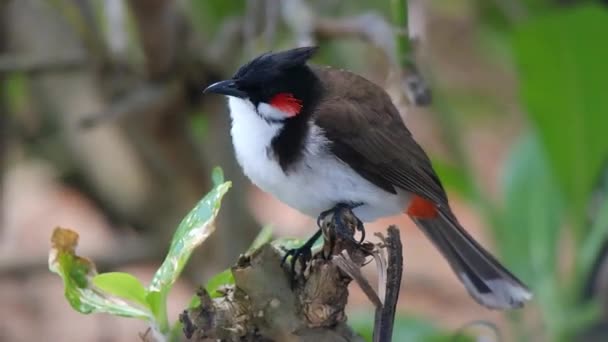 Red Whiskered Bulbul Bird Crested Bulbul Sitting Branch Filmed Mauritius — Stock videók