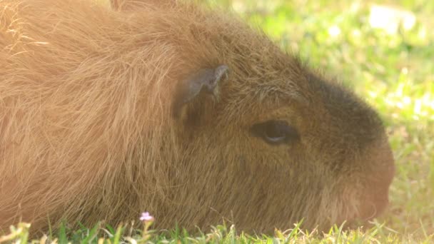 Capybara Face Closeup Rests Grass — 비디오