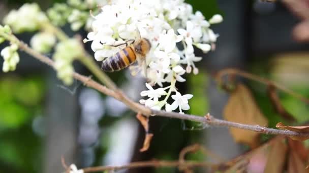 Italian Honey Bee Apis Mellifera Ligustica Sips Flower Nectar Fly — Stockvideo