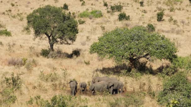 Troupeau Éléphants Afrique Loxodonta Africana Dans Paysage Savane Parc National — Video