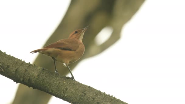 Rufous Hornero Tree Brunch — Vídeo de Stock