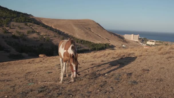 Beautiful Pinto Horse Feeding Ground Approaches Camera — Wideo stockowe