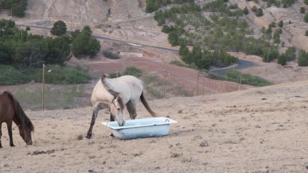 Still Shot Tied Horses Feeding Old Bathtub Nature Landscape Background — Vídeo de Stock
