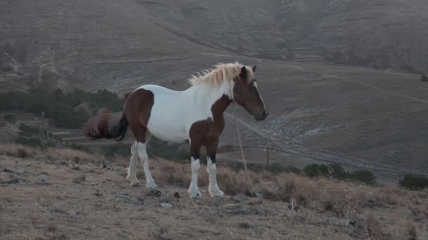 Beautiful Pinto Horse Standing Hill Wind — 图库视频影像