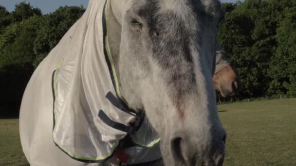 Grey Horse Shakes His Head Medium Shot — Stok video